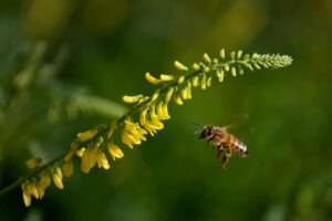 Ligustica Biene im Flug