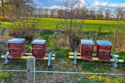 Bienenstand der Dunklen Bienen an der Kuhweide