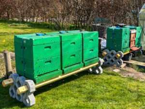 Fünf neue Völker in Seegeberger Beuten