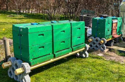 Fünf neue Völker in Seegeberger Beuten