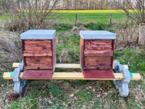 Erster Doppelstand der dunklen Bienen an der Weide