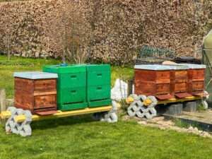 Zwei Völker in Seegeberger Beuten