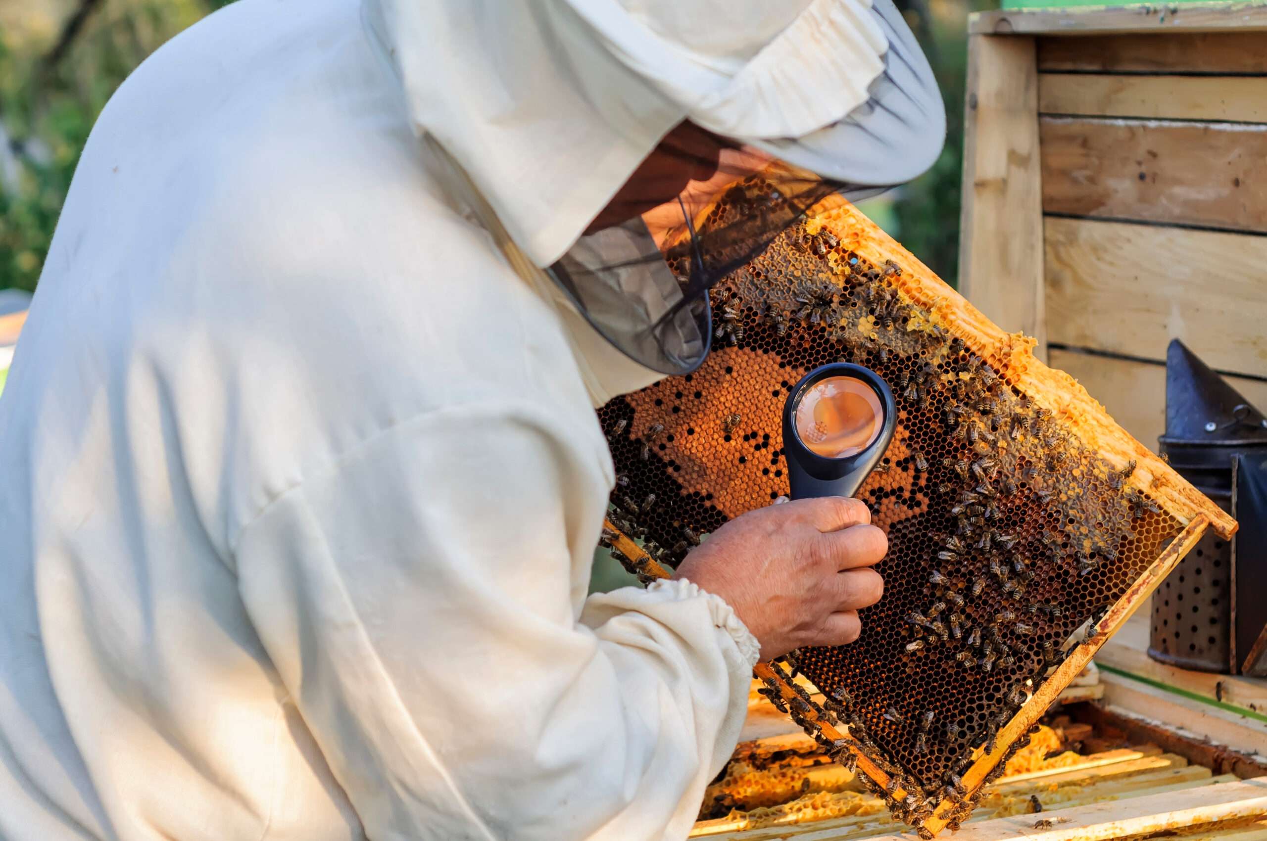 Kontrolle bei den Bienen