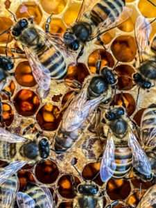 Dunkle Bienen mit Königin