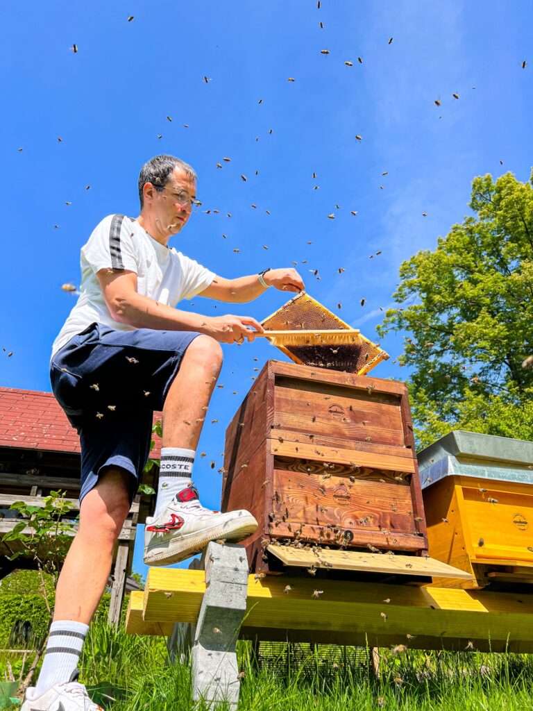Arbeit an einem frisch in die Holzbeute umgezogenen, friedlichen Bienenvolk